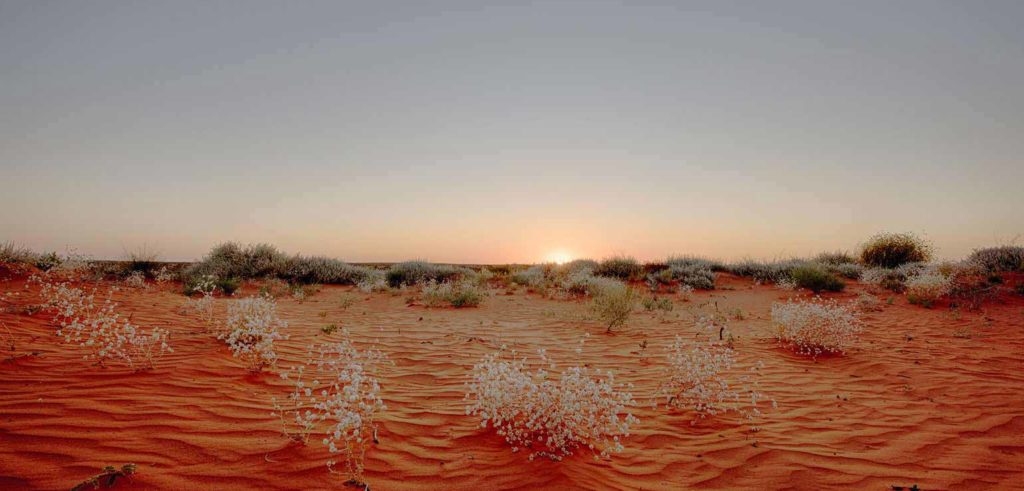 Outback-desert
