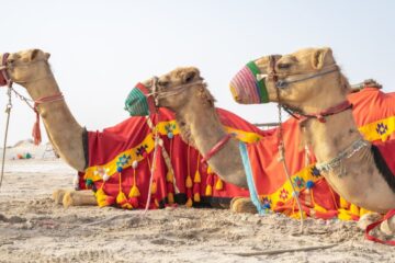 Arabian desert safari