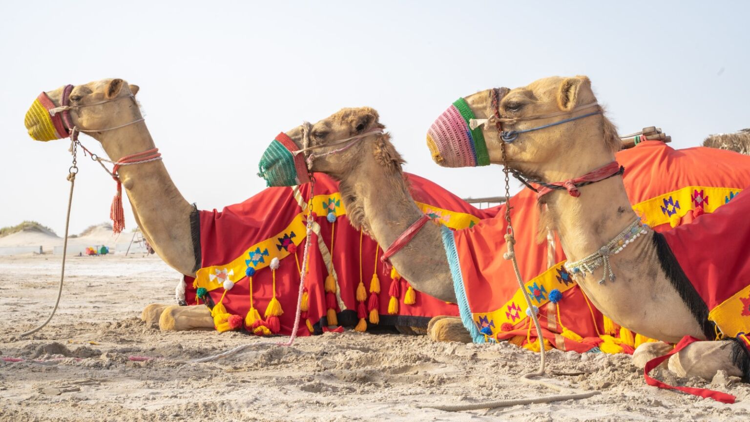 Top Reasons Why the Dubai Desert Safari Should Be on Your Travel Bucket