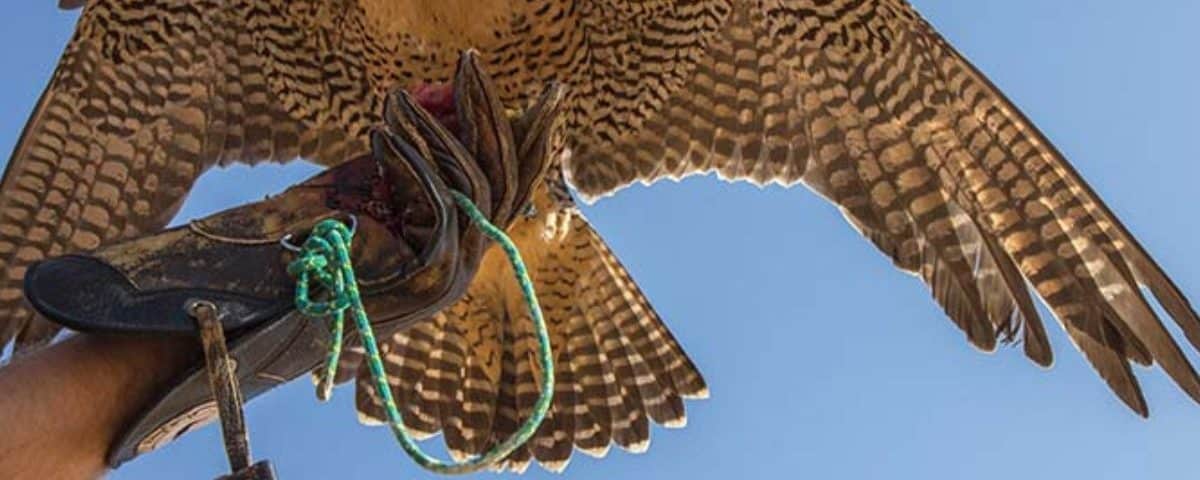 falcon show in Dubai