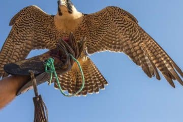 falcon show in Dubai