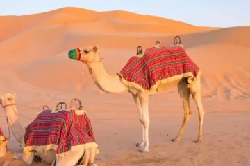 camel rides in desert