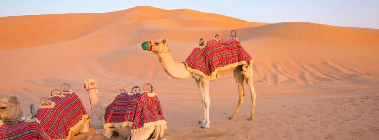 camel rides in desert